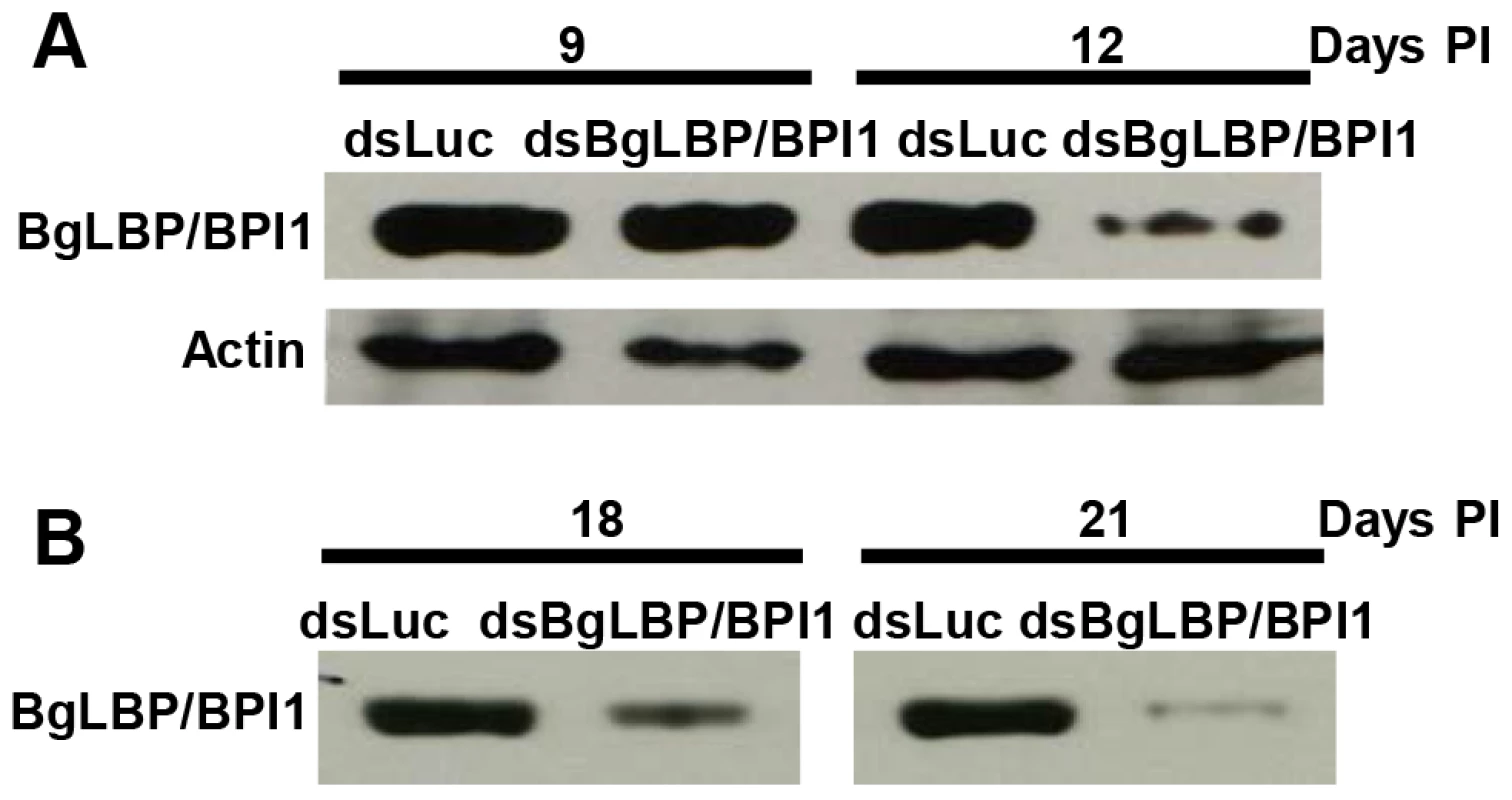 Injection of BgLBP/BPI1 dsRNA results in a substantial decrease in BgLBP/BPI1 protein in the albumen gland and in egg masses.