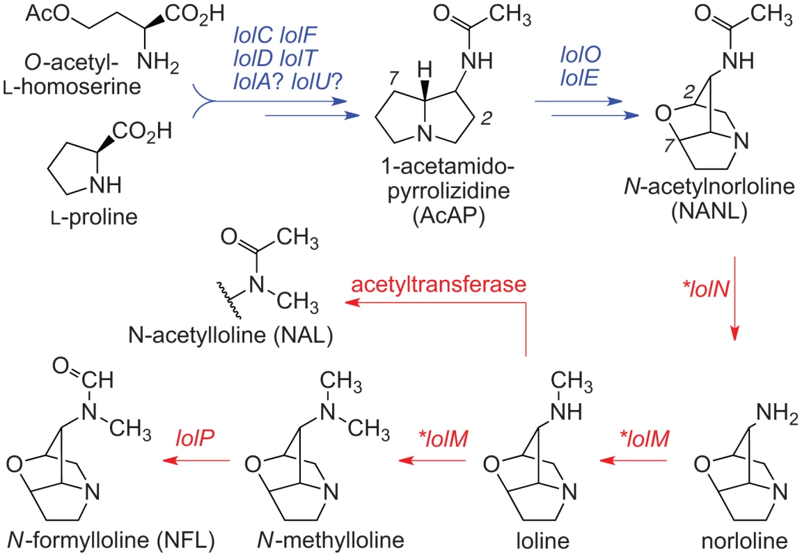 Summary of loline alkaloid-biosynthesis pathway.