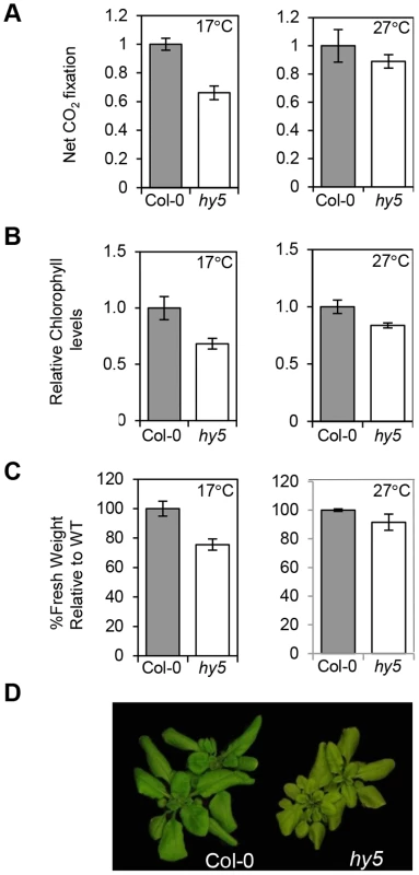 HY5 modulates photosynthetic acclimation efficiency at low temperatures.