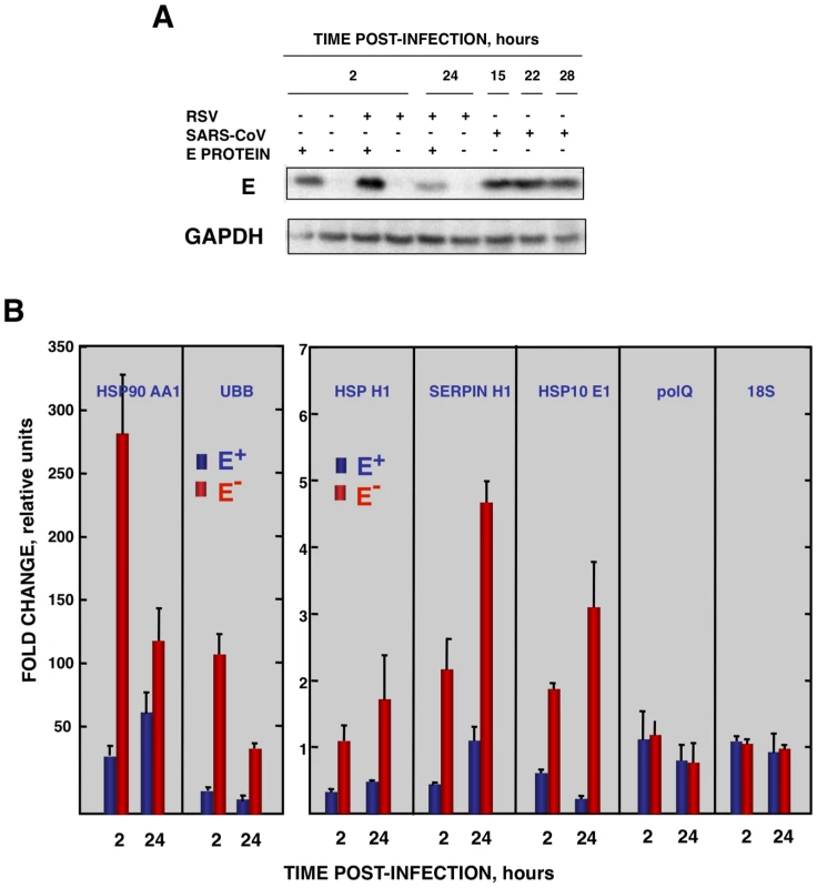 Effect of SARS-CoV E protein on the stress induced by RSV infection.