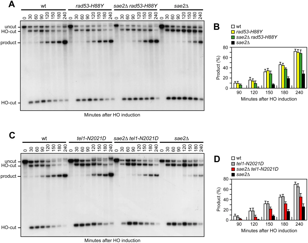Rad53-H88Y and Tel1-N2021D suppress the SSA defect of <i>sae2</i>Δ cells.