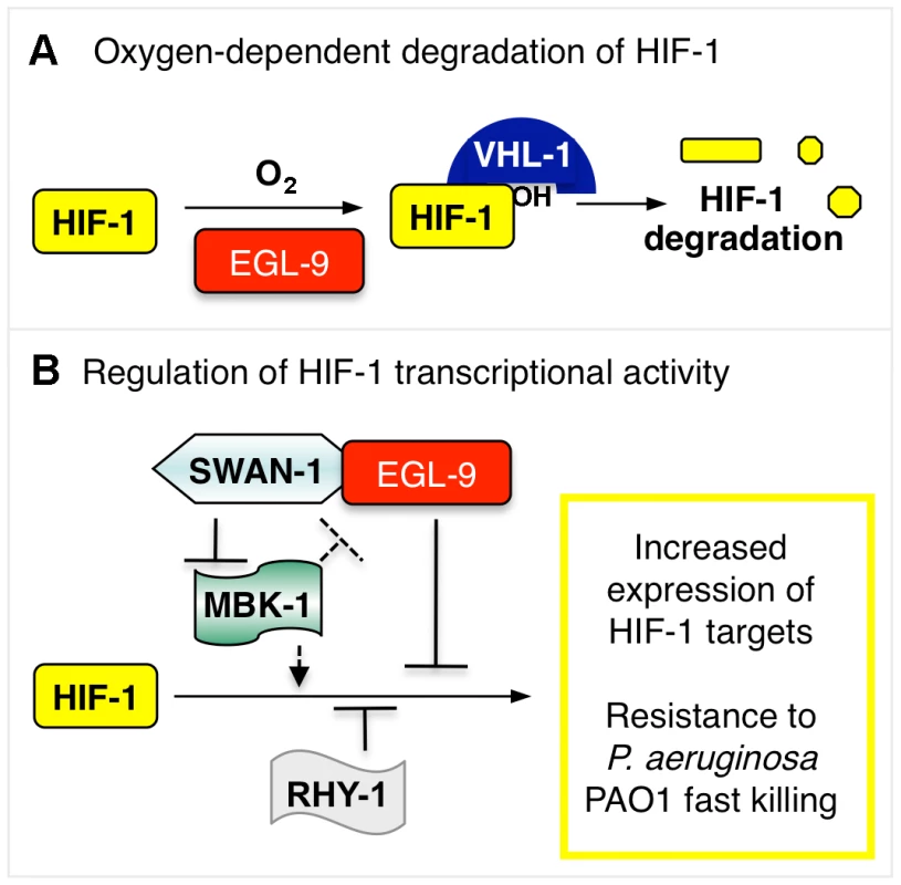 Model illustrating HIF-1 regulation.
