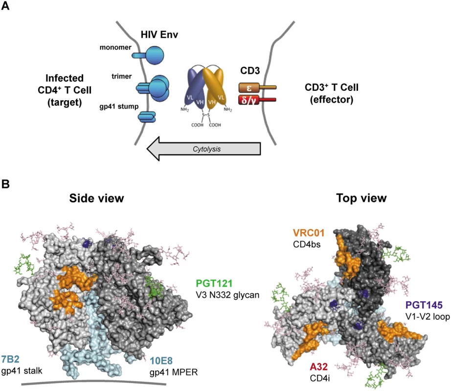 HIVxCD3 DARTs retarget cytolytic CD3<sup>+</sup> T-cells to Env-expressing HIV-infected CD4<sup>+</sup> T-cells.