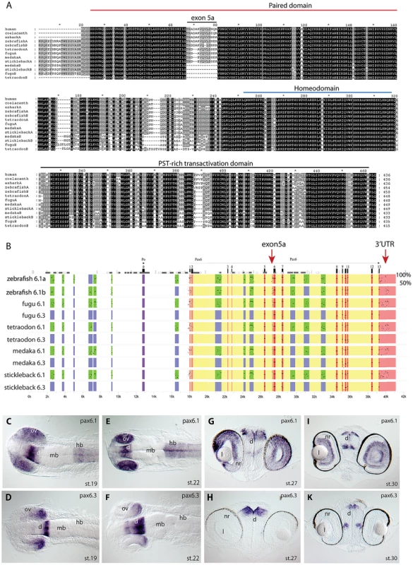 Pax6 gene duplicates in teleost fish.