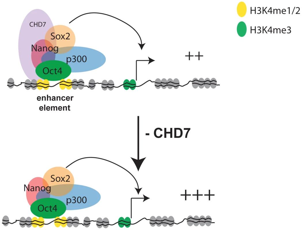 Model for CHD7-mediated transcriptional modulation in ES cells.