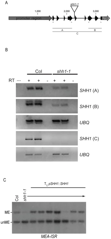 Characterization of the <i>shh1-1</i> allele and genomic complementation.