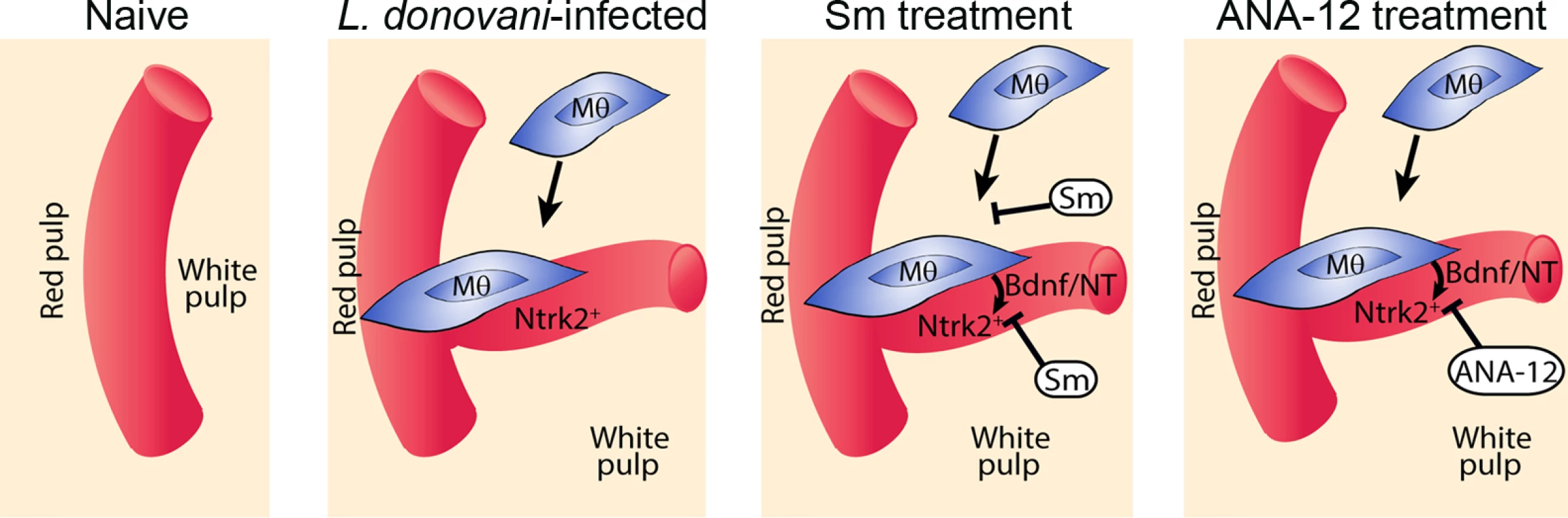 Schematic diagram of the effects of treatment with RTK inhibitors during <i>L.donovani</i> infection.
