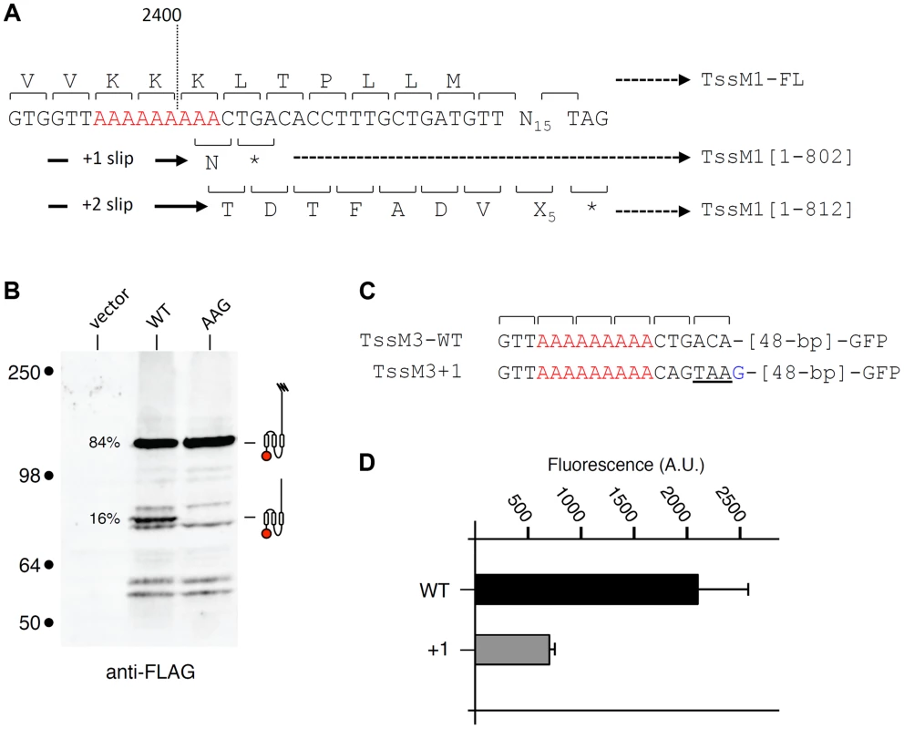 Transcriptional slippage is conserved in <i>Y. pseudotuberculosis</i>.