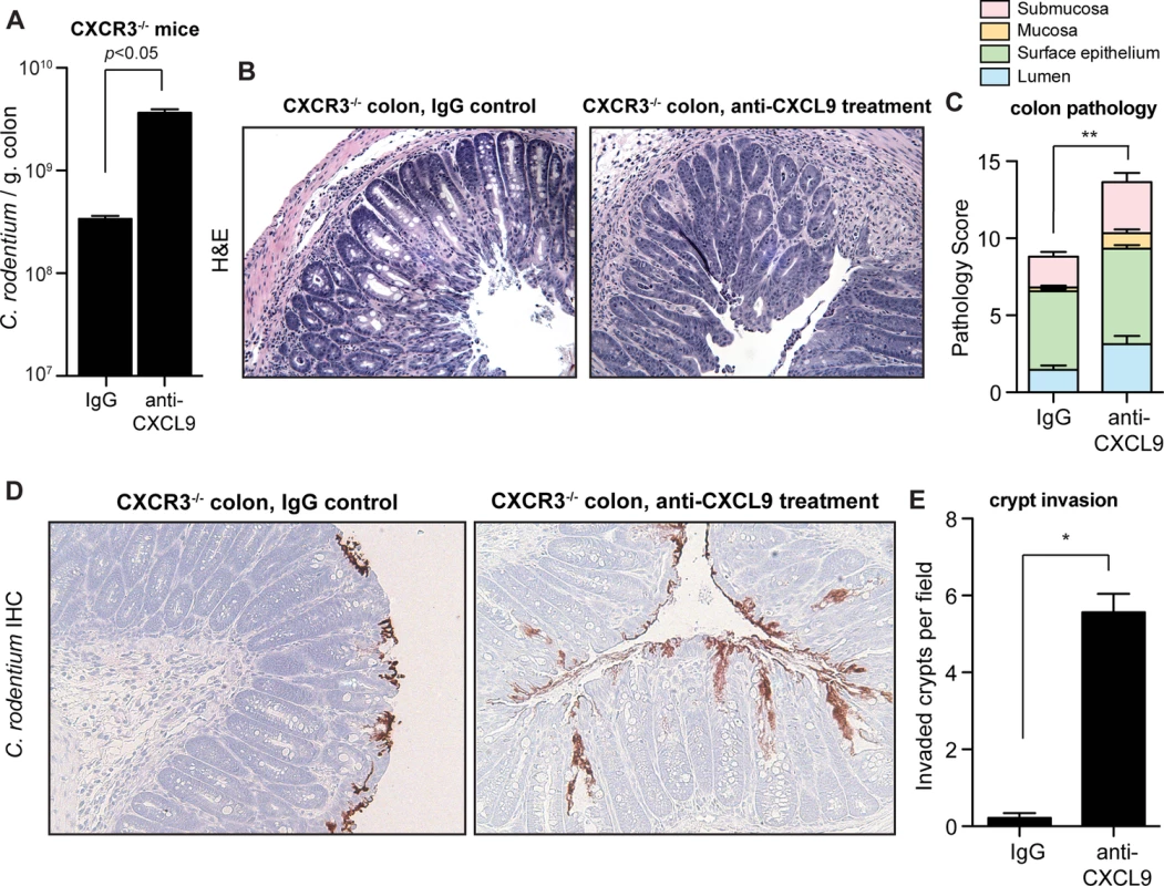 CXCL9-mediated host protection against <i>C</i>. <i>rodentium</i> is independent of CXCR3.
