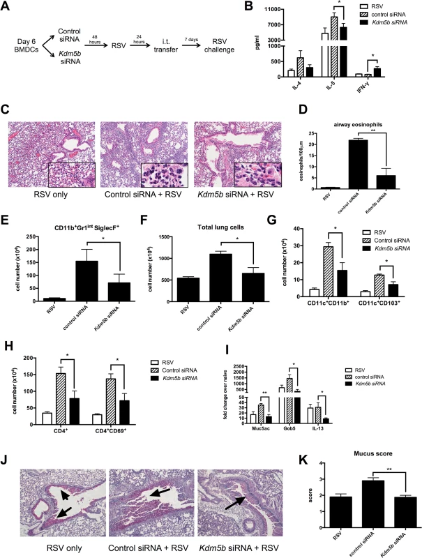 Transfer of RSV-infected <i>Kdm5b</i>-deficient DCs leads to a decreased pathogenic pulmonary RSV challenge.