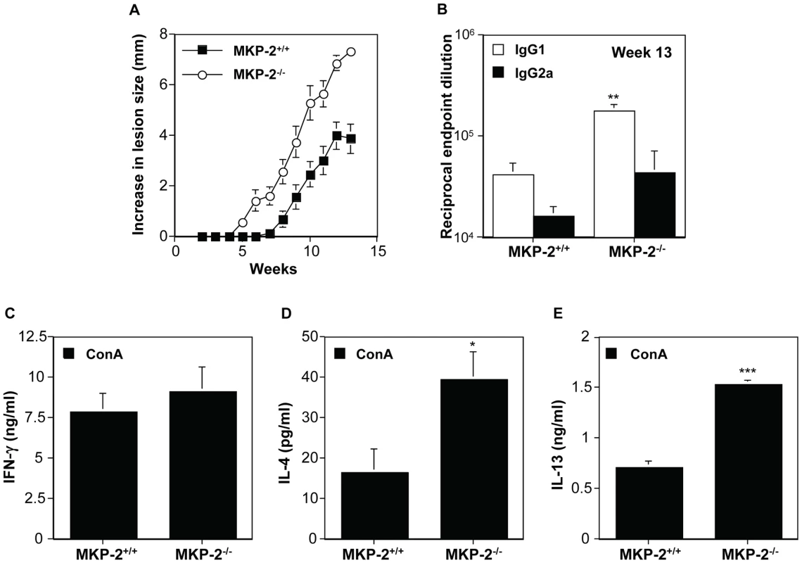 MKP-2 deficiency results in increased susceptibility and an enhanced Th2 response following infection in the rump with <i>L. mexicana</i>.