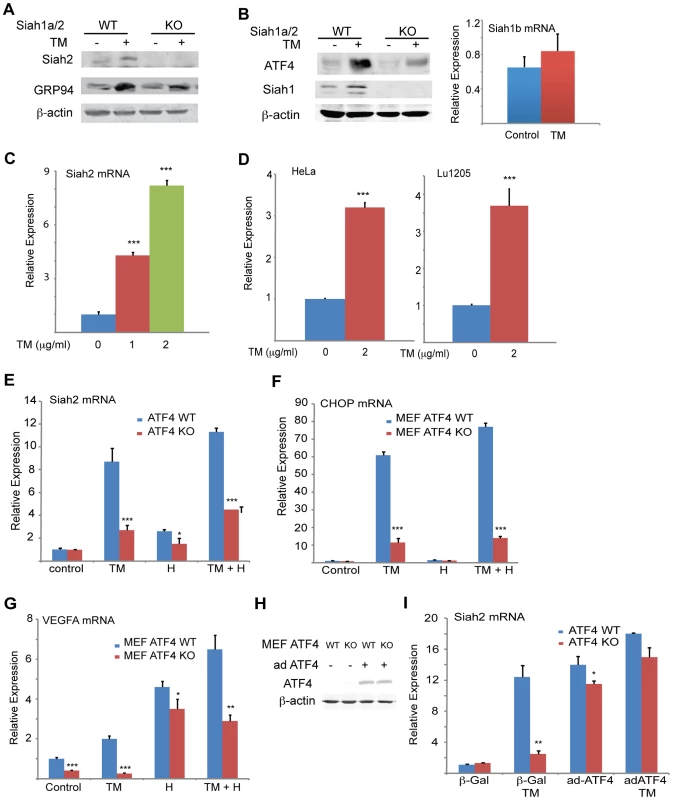 UPR induction of Siah1/2 RNA and protein is ATF4-dependent.
