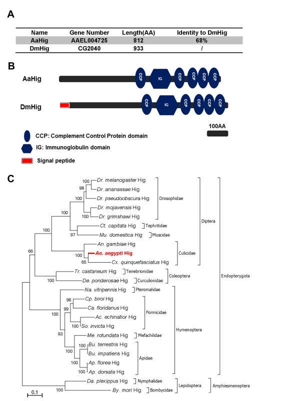 Bioinformatic comparison and phylogenetic analysis of <i>Hikaru genki</i> (<i>Hig</i>) in insects.