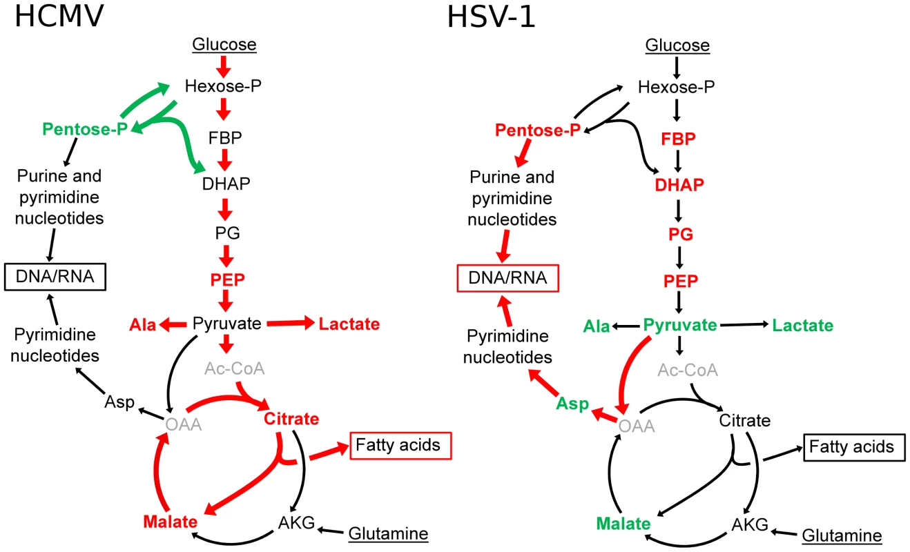Divergent effects of HCMV and HSV-1 on central carbon metabolism.