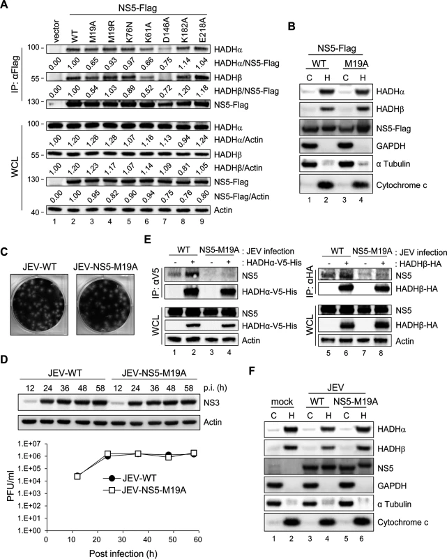 NS5 with mutation on residue 19 (M19A) showed reduced binding ability with MTP.