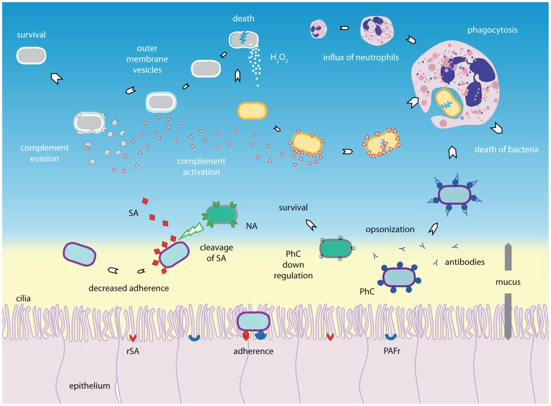 Bacterial–bacterial interactions.