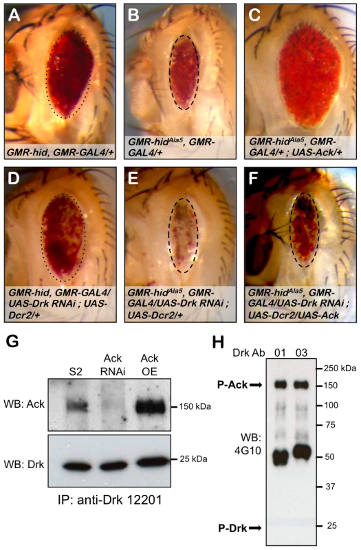 Drk is required for Ack anti-apoptotic activity.
