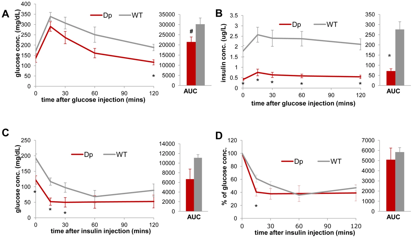 <i>Dp(11)17/+</i> mice (red) display improved insulin sensitivity compared to WT mice (gray).
