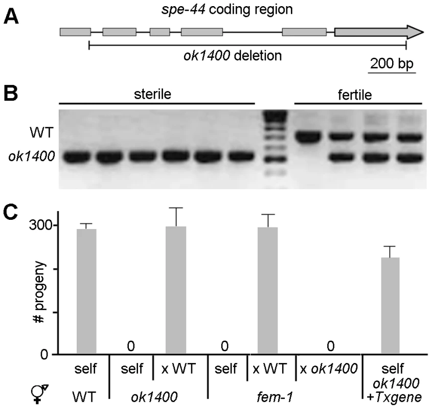 <i>spe-44(ok1400)</i> mutation causes sperm-specific sterility.