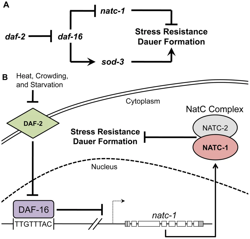 <i>natc-1</i> is a physiologically significant downstream effector of the insulin/IGF-1 signaling pathway.