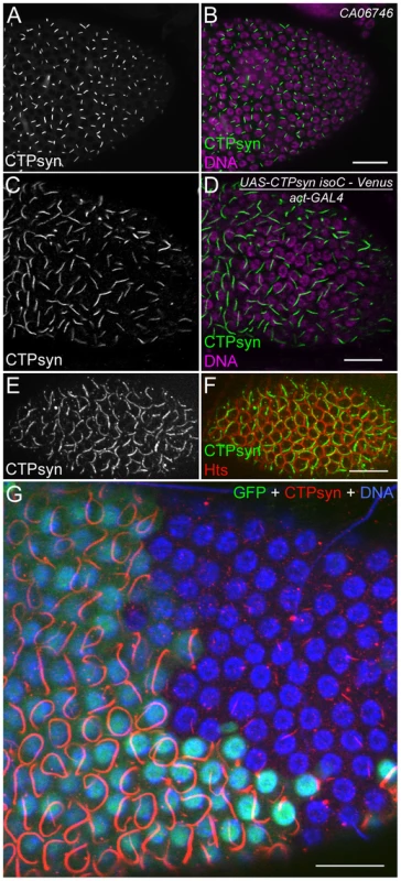 Overexpression of CTPsyn isoform C induces the assembly of cytoophidia in <i>Drosophila</i> follicle cells.