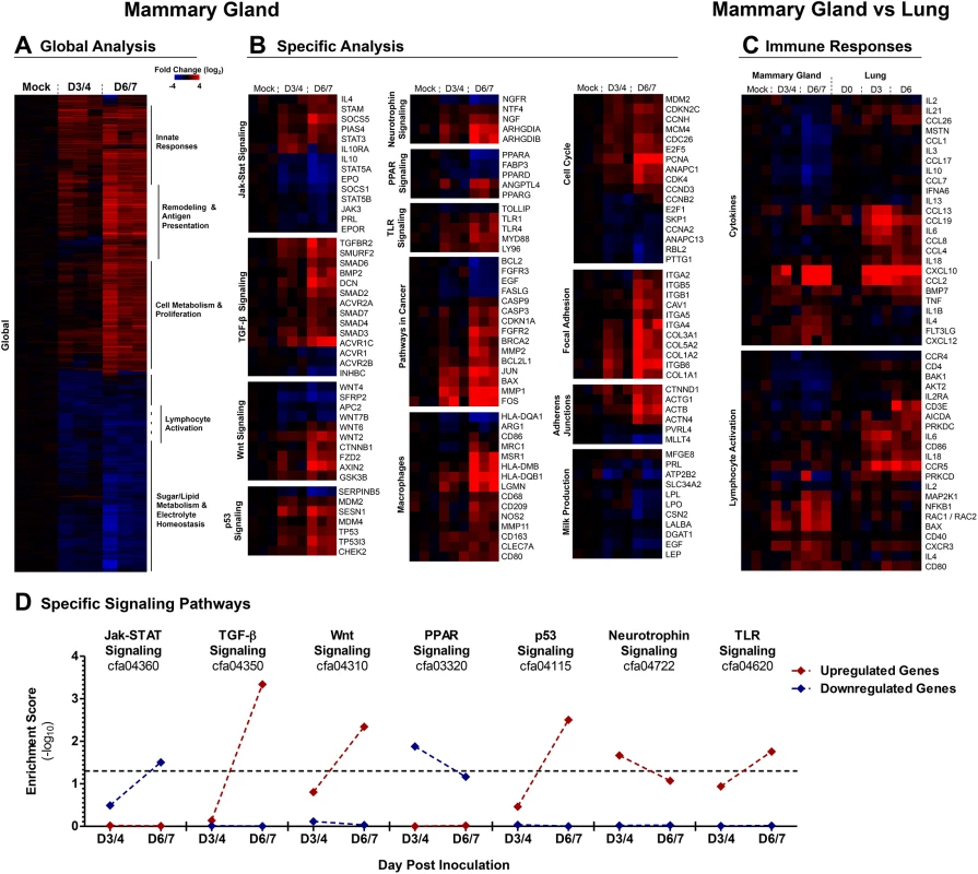 2009 H1N1 virus positive mammary glands have distinct genetic signatures linked to the regulation of milk production, cancer and immune responses.