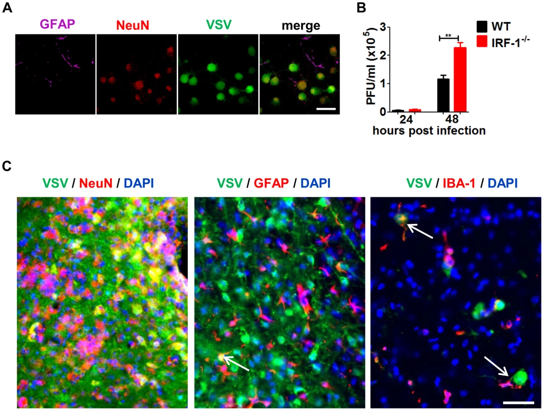 IRF-1 inhibits viral replication in primary neurons.