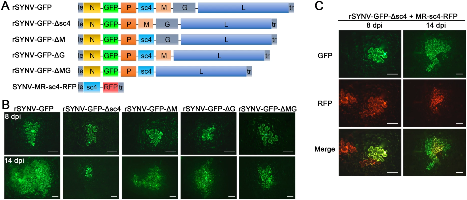 Cell-to-cell movement analysis of rSYNV sc4, M and G deletion mutants.