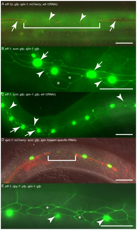 ELT-1 represses <i>eff-1</i> expression in seam cells to preserve stem cell-like identity and maintain apical junction integrity.