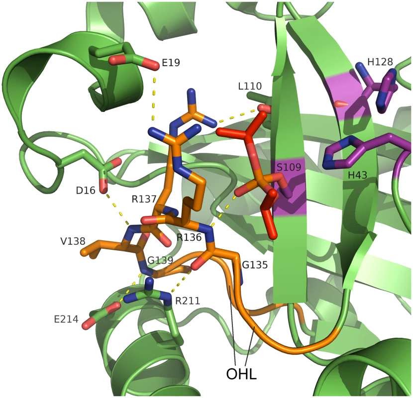 Active site and oxyanion hole loop of inhibited dimeric pUL26N from PrV.