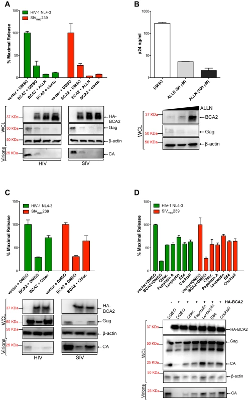 BCA2 promotes the lysosomal degradation of HIV-1 and SIV Gag.