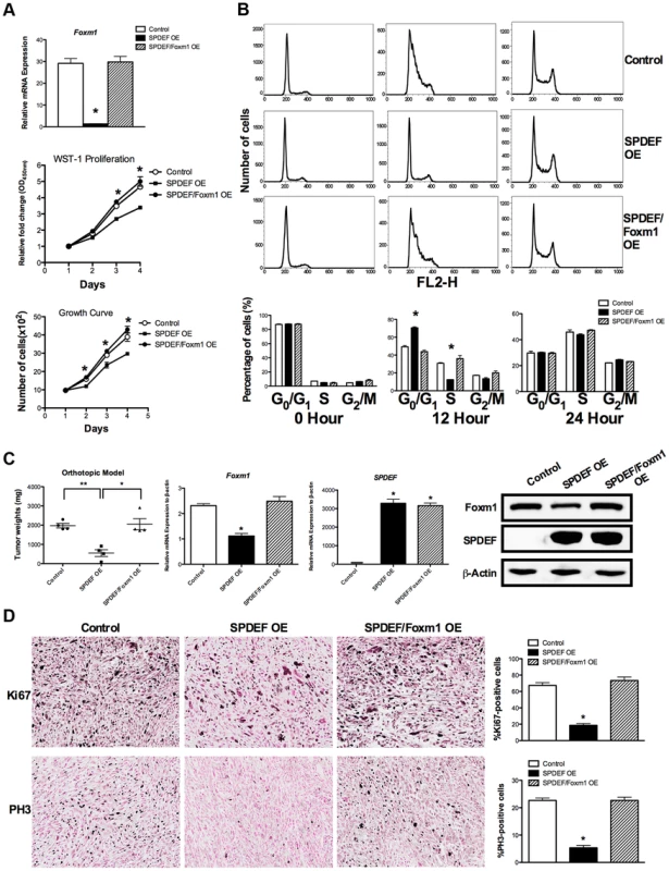 Re-expression of Foxm1 in the SPDEF-positive prostate adenocarcinoma cells restored tumor cell proliferation <i>in vitro</i> and <i>in vivo</i>.
