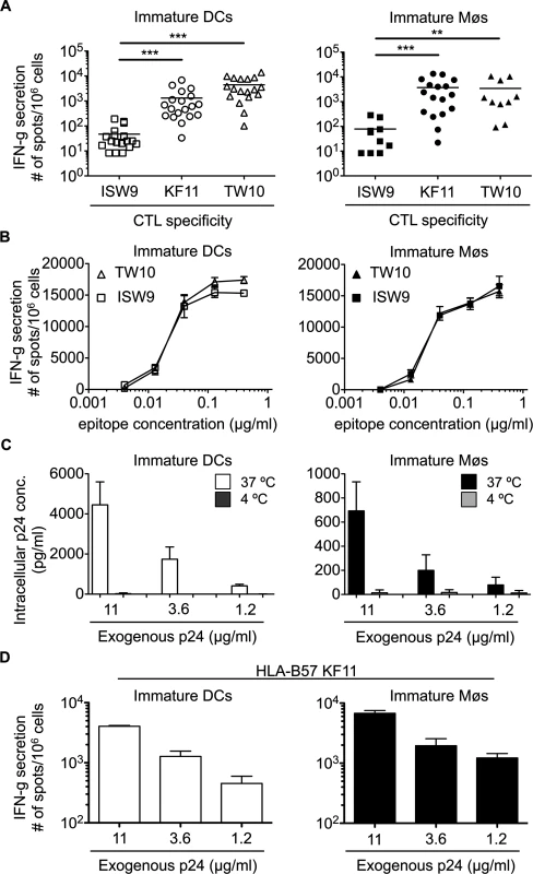 The immunodominant HLA-B57-restricted TW10 and KF11 epitopes are more efficiently cross-presented than subdominant ISW9 epitope.