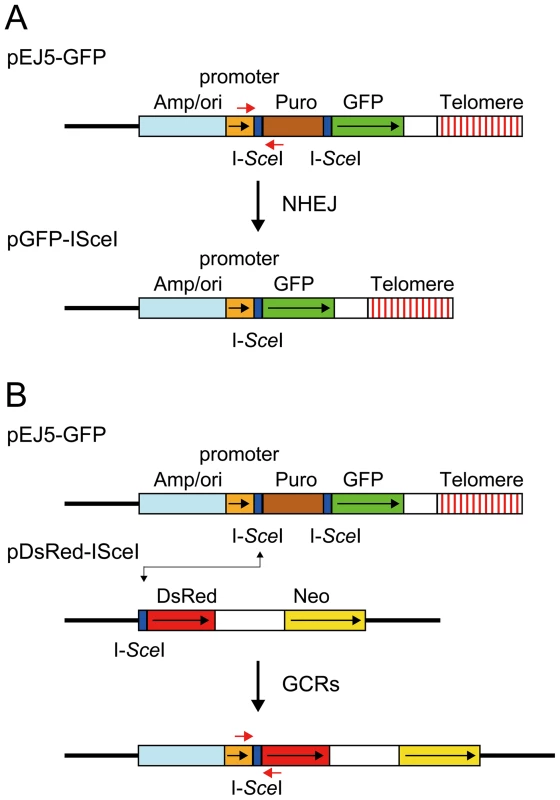 The structure of the plasmids used to monitor NHEJ, GCRs, and large deletions.