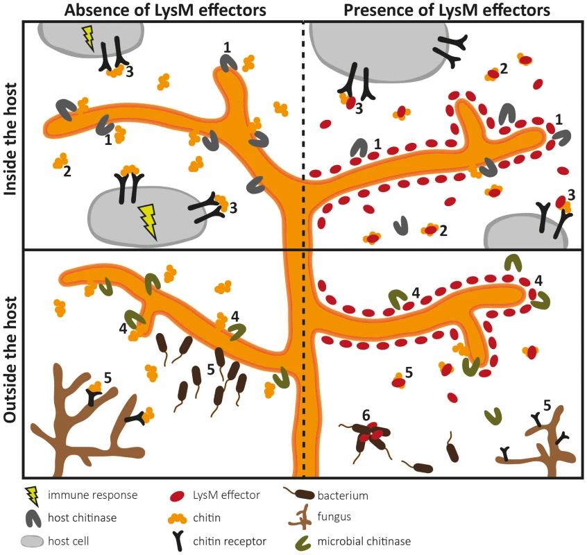 Overview of the diverse roles that fungal LysM effectors may play in fungal physiology.