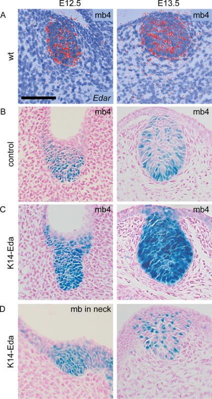 <i>Edar</i> expression and NF-κB reporter expression co-localize in the mammary epithelium.