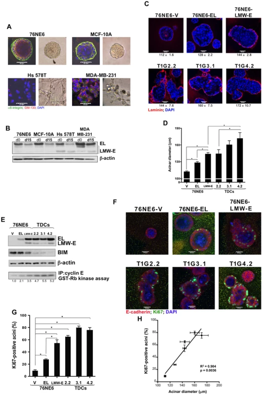 LMW-E induces formation of large and highly proliferative acini.