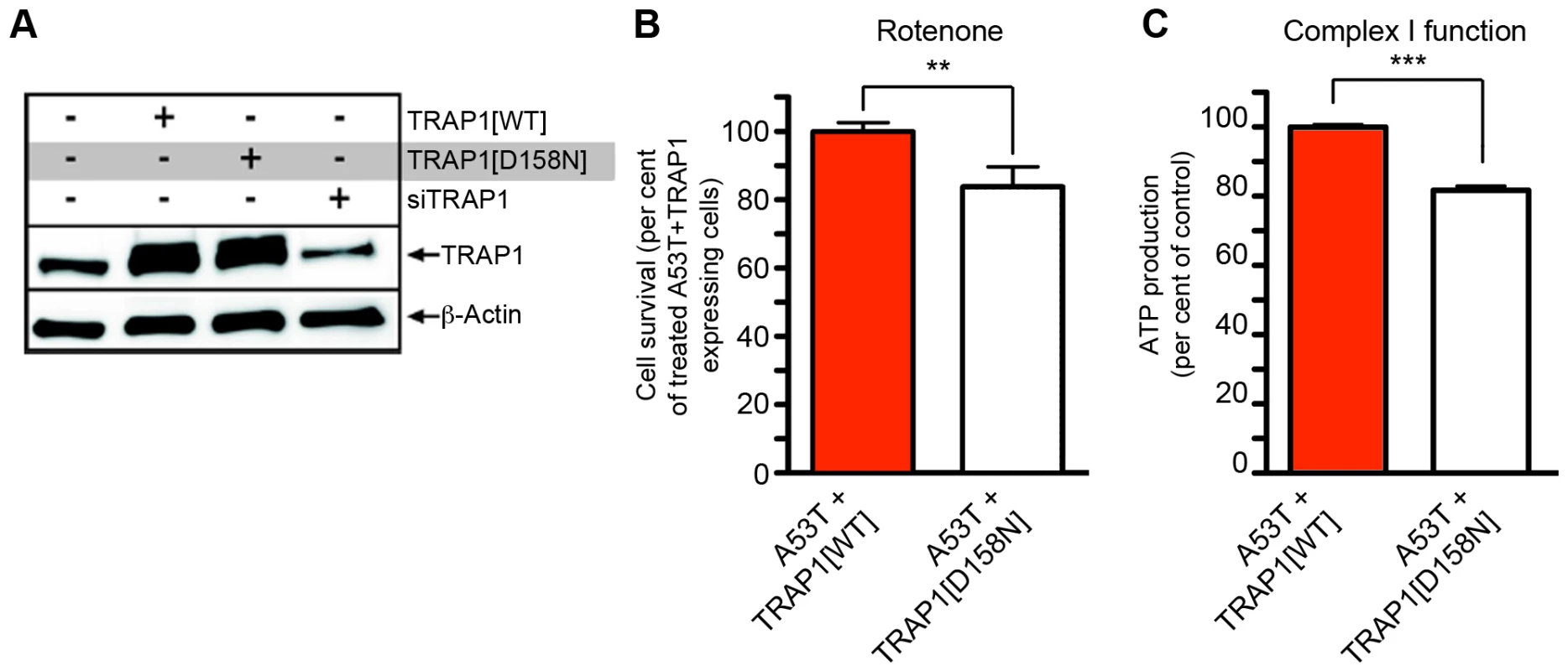 Effect of TRAP1 mutation on modification of [A53T]α-Synuclein toxicity.