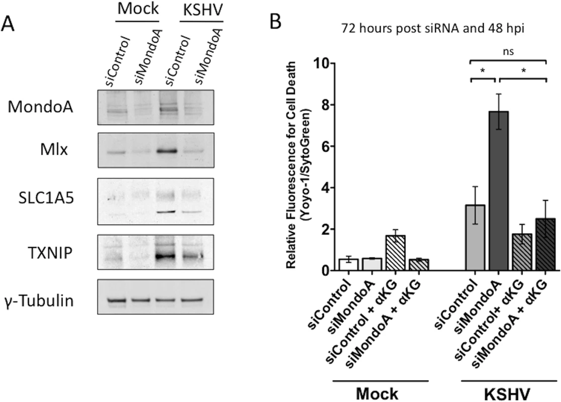 MondoA regulation of glutaminolysis is required for the survival of endothelial cells latently infected with KSHV.