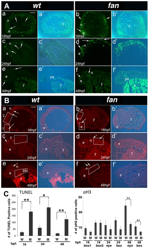 <i>fan</i> mutants exhibit increased apoptosis and reduced cell proliferation.