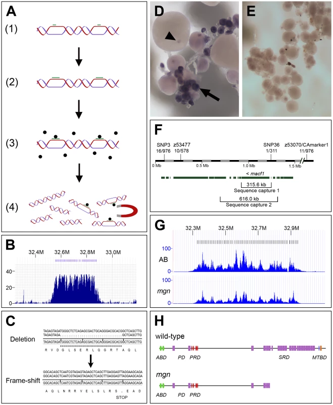 The molecular lesion in <i>mgn</i> mutants was identified by a combination of genomic sequence capture and massively parallel sequencing.
