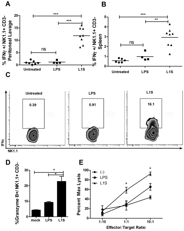 L1S activates NK cells <i>in vivo</i> to secrete IFNγ and increase cytotoxicity.