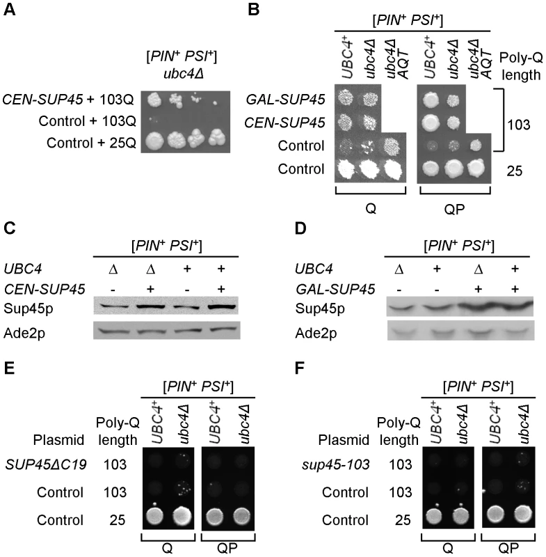 Modulation of polyglutamine toxicity by the plasmid-borne release factor genes.