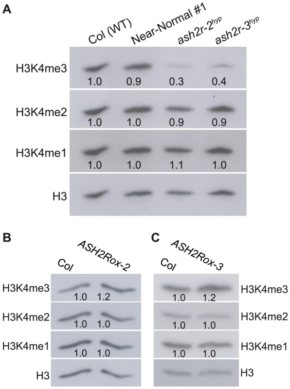 Analyses of Genome-Wide H3K4 Methylation upon Loss of <i>ASH2R</i> Function or <i>ASH2R</i> Overexpression.
