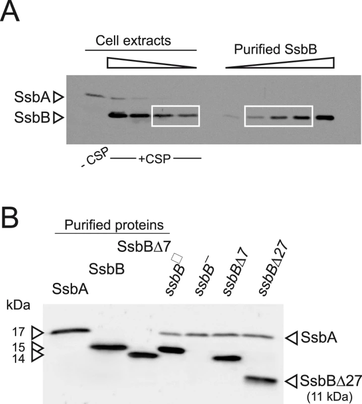 Western blot analysis of <i>S. pneumoniae</i> SsbA and SsbB proteins.