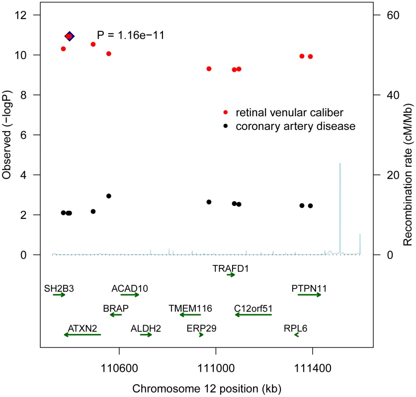 A combined regional association plot showing p-values from CHARGE for the 10 SNPs on 12q24 for retinal venular caliber and from WTCCC for coronary artery disease.