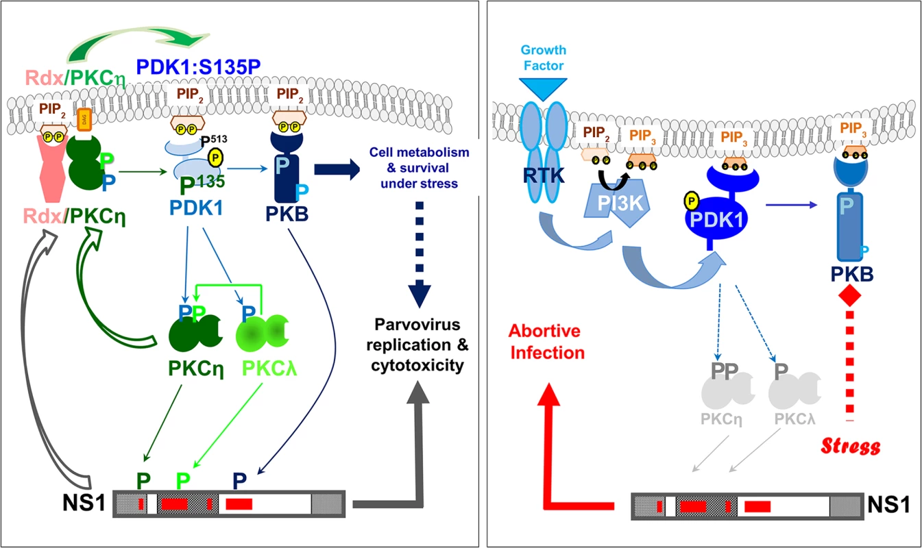 Interdependence of PV propagation and activation of the PDK/PKC/PKB signaling cascade.