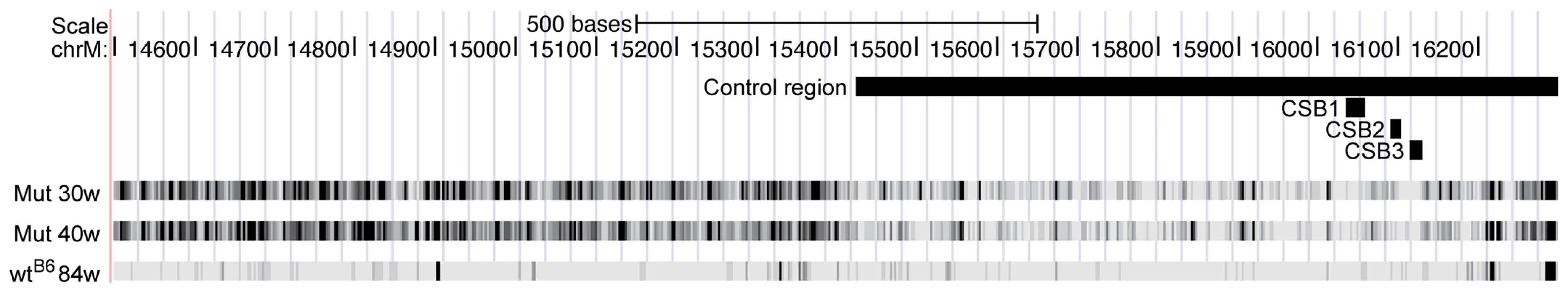 Mutation frequencies for the two mtDNA mutator mice (Mut 30w and Mut 40w) and the C57Bl/6N 84-week-old mouse (wt<sup>B6</sup>) in a region including the control region.