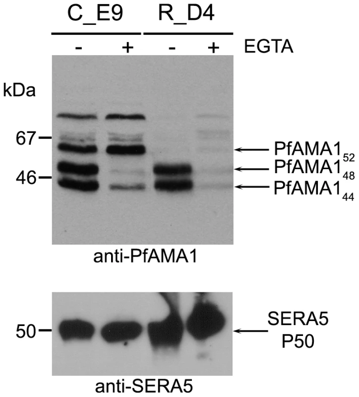 Mutation of the intramembrane cleavage site in PfAMA1 inhibits shedding by intramembrane processing.