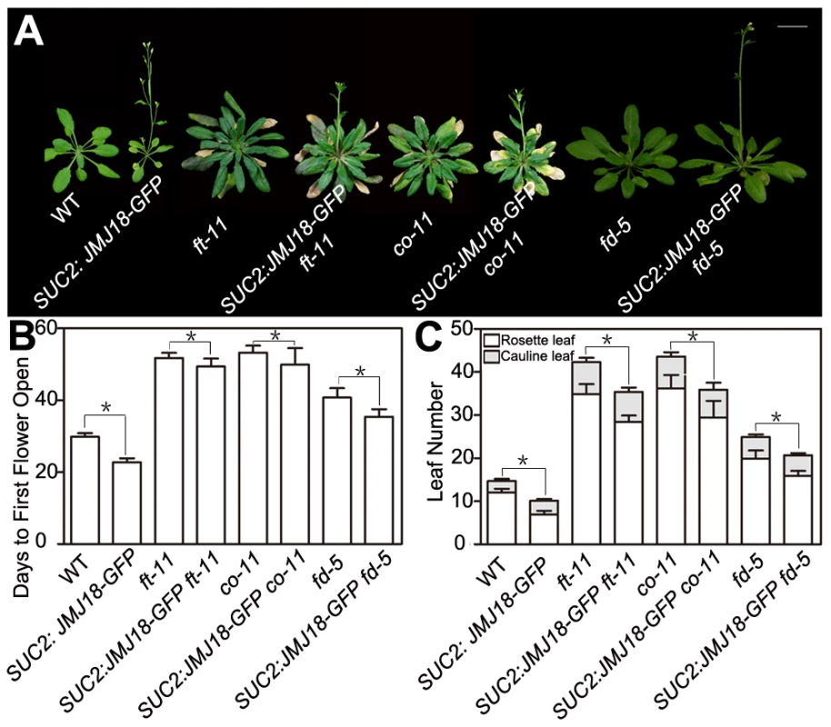Functional FT is necessary for promotion of the floral transition by JMJ18.